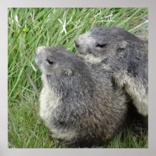 Póster Poster Marmots