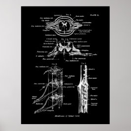 Póster Poster Médico de Anatomía de Cordón Espinal
