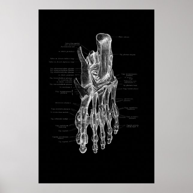 Póster Poster médico de anatomía de pies 24x36" (Frente)