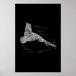 Póster Poster médico de anatomía de pies 24x36"