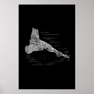Póster Poster médico de anatomía de pies 24x36"