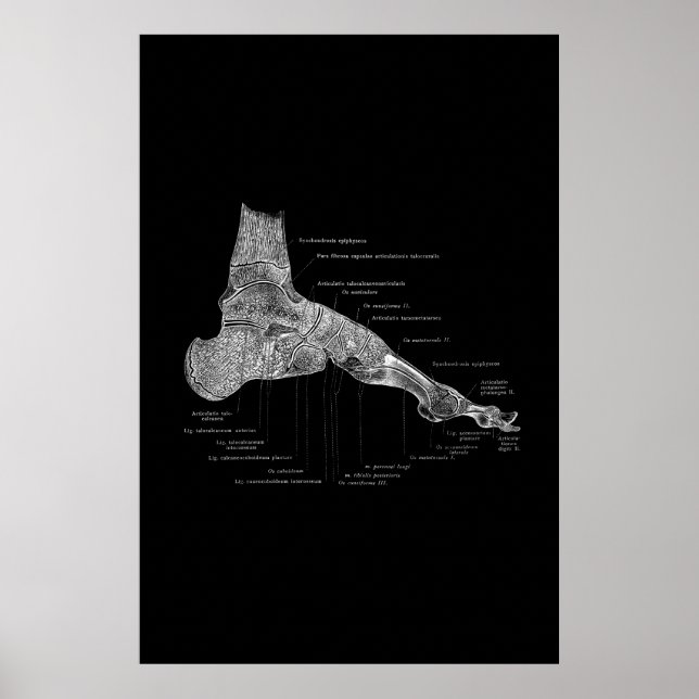 Póster Poster médico de anatomía de pies 24x36" (Frente)