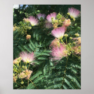 Póster Poster Mimosa Tree Blooms