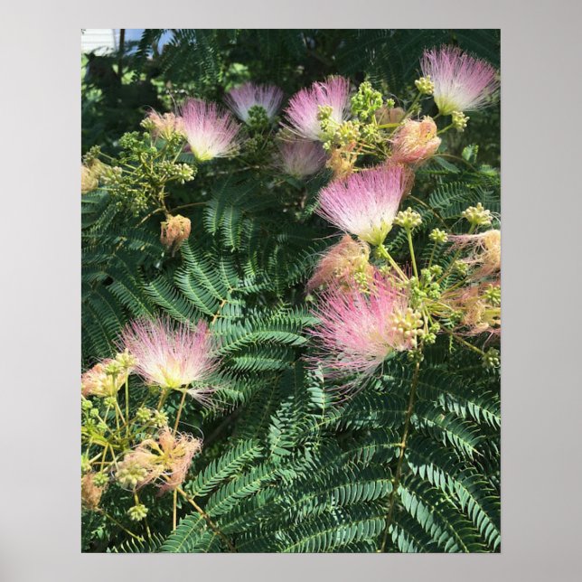 Póster Poster Mimosa Tree Blooms (Frente)