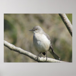 Póster Poster - Mockingbird