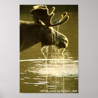 Póster Poster / Moose