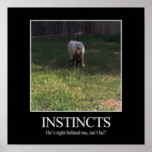 Póster Poster motivacional, INSTINCTS