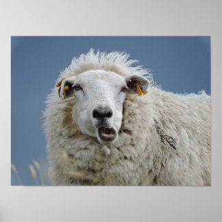 Póster Poster mouton fun