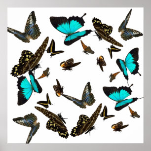 Póster Poster multi 24X24 de la mariposa "