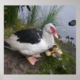 Póster Poster Muscovy Ducklings