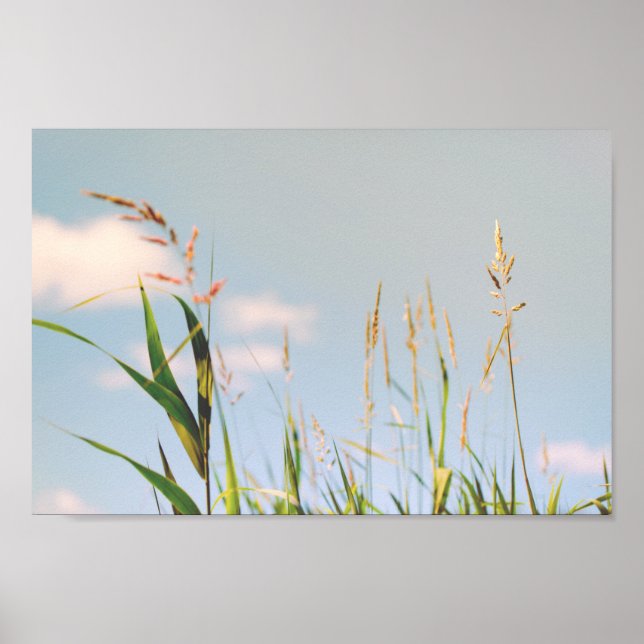 Póster Poster natural de pradera de campo de cielo azul d (Frente)