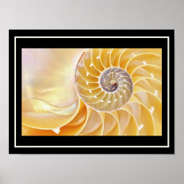 Póster Poster Nautilus seashell