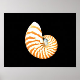 Póster Poster Nautilus Seashell