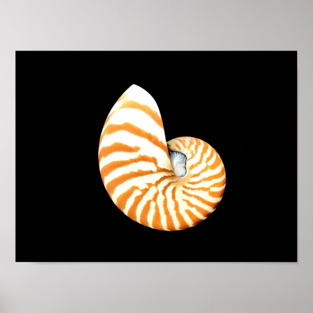 Póster Poster Nautilus Seashell (Frente)