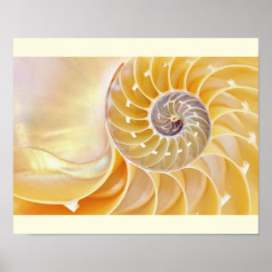 Póster Poster Nautilus Seashell