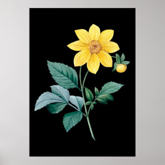 Póster Poster negro de flores amarillas de Dahlia