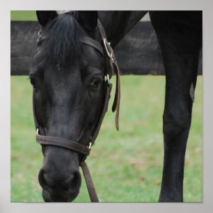 Póster Poster negro del caballo