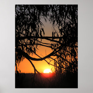 Póster Poster NEST DE SOL