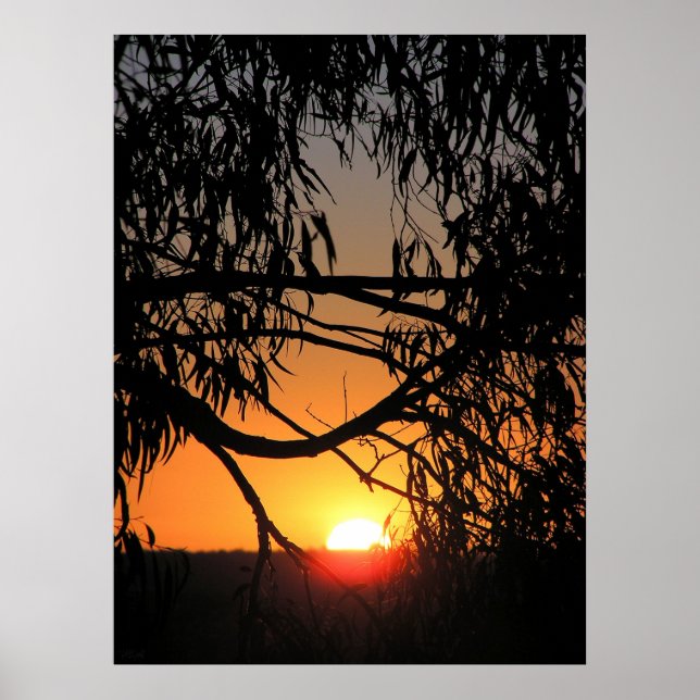 Póster Poster NEST DE SOL (Frente)