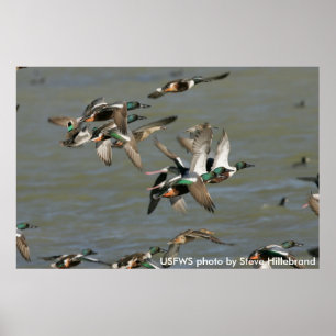 Póster Poster / Northern Shoveler Ducks Flying