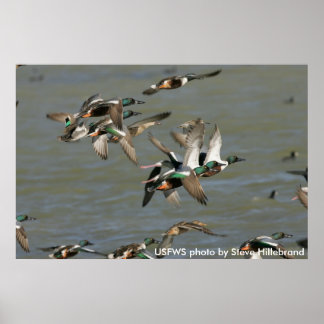 Póster Poster / Northern Shoveler Ducks Flying