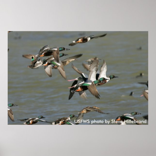Póster Poster / Northern Shoveler Ducks Flying (Frente)