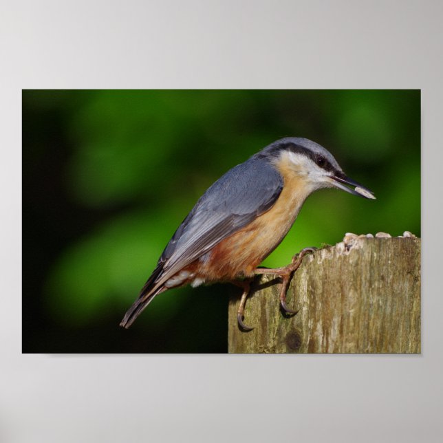 Póster Poster Nuthatch (Frente)