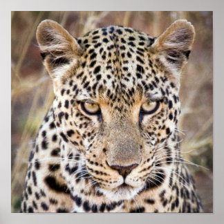 Póster Poster o imprenta majestuosa leopardo africano