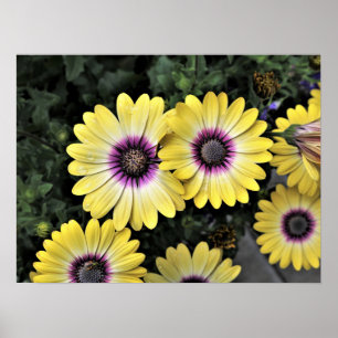 Póster Poster observado azul de Osteospermum de la