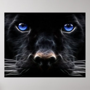 Póster Poster observado azul místico del gato