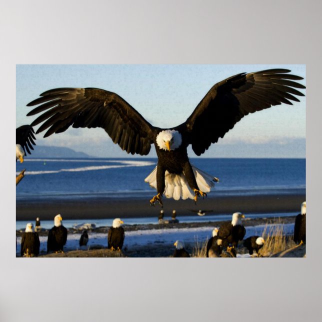 Póster Poster oceánico del águila calva (Frente)