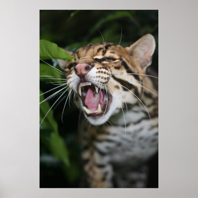 Póster Poster - Ocelot snarl (Frente)
