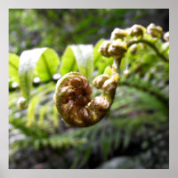 Poster of Fern Frond