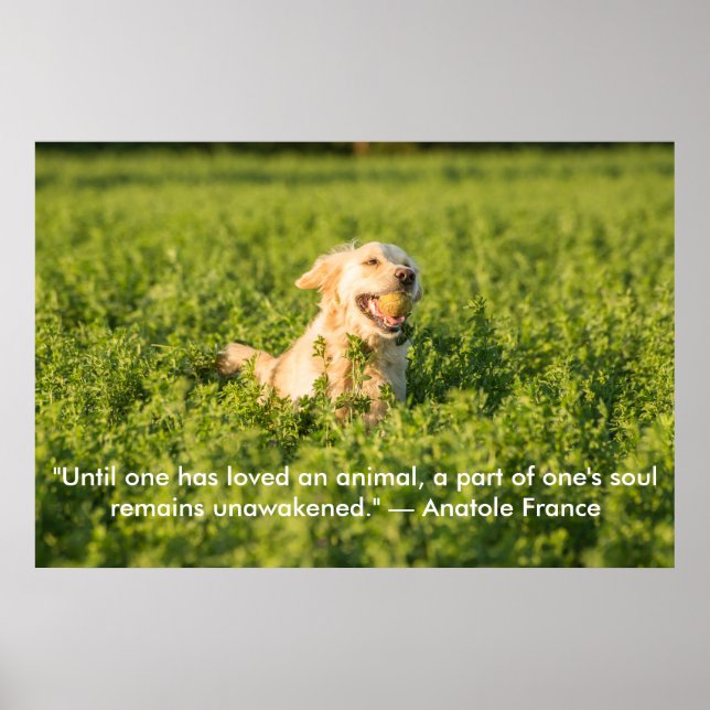 Póster Poster of Golden Retriever with Quote (Frente)