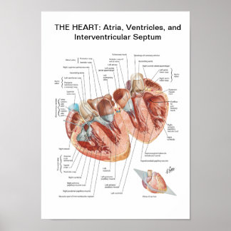 Póster Poster of Netter Heart in Cross-Section