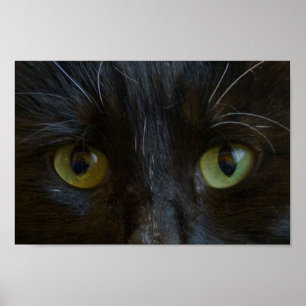 Póster Poster: Ojos de gato negro