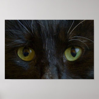 Póster Poster: Ojos de gato negro