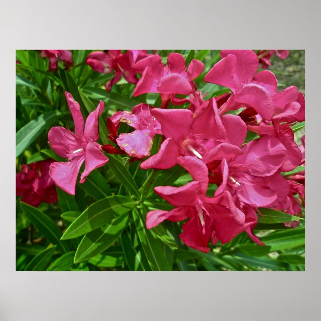 Póster Poster Oleander (Nerium oleander) Blossoms (Frente)