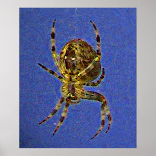 Póster Poster Orb Spider