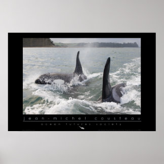Póster Poster Orca de Nueva Zelanda