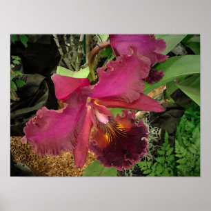 Póster Poster: Orchid with a Gold and Brown Center