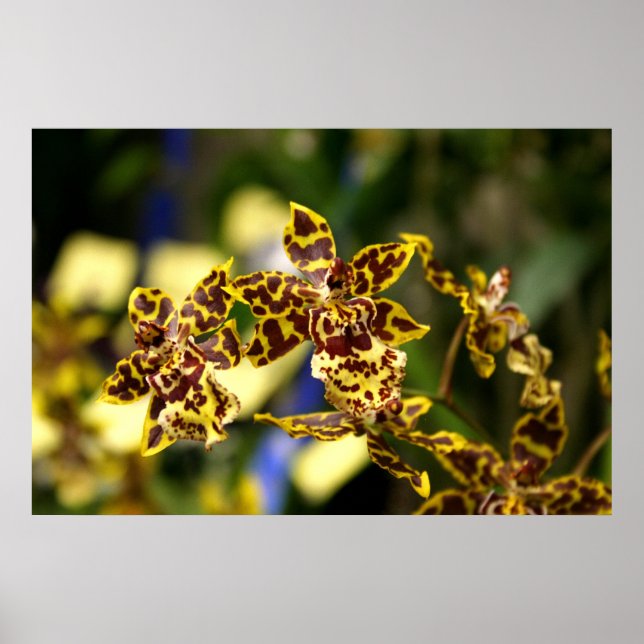 Póster Poster Orchids (Frente)