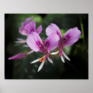 Póster Poster Orquídea