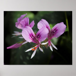 Póster Poster Orquídea