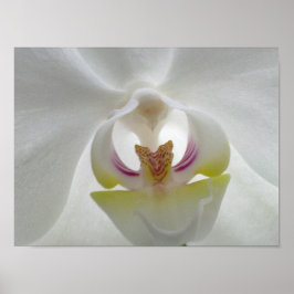 Póster Poster Orquídea Blanca