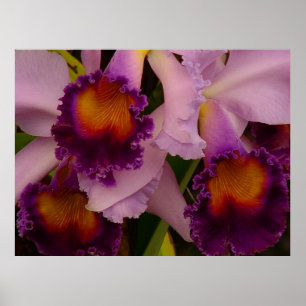 Póster Poster Orquídea Híbrida de Cattleya