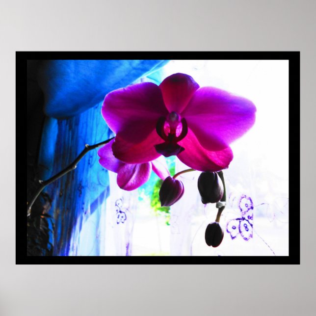 Póster Poster, Orquídea magenta, opciones de fondo de col (Frente)
