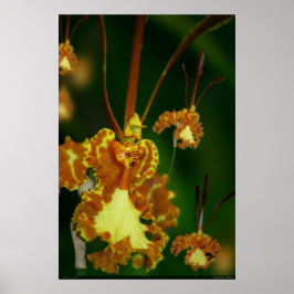 Póster Poster Orquídea Mariposa -24x36 -otros tamaños