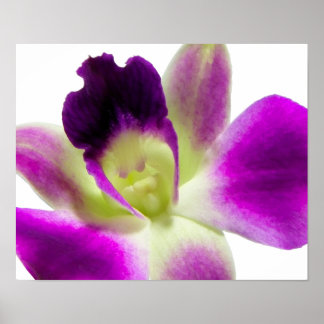 Póster Poster Orquídea Púrpura