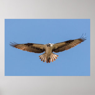 Póster Poster Osprey
